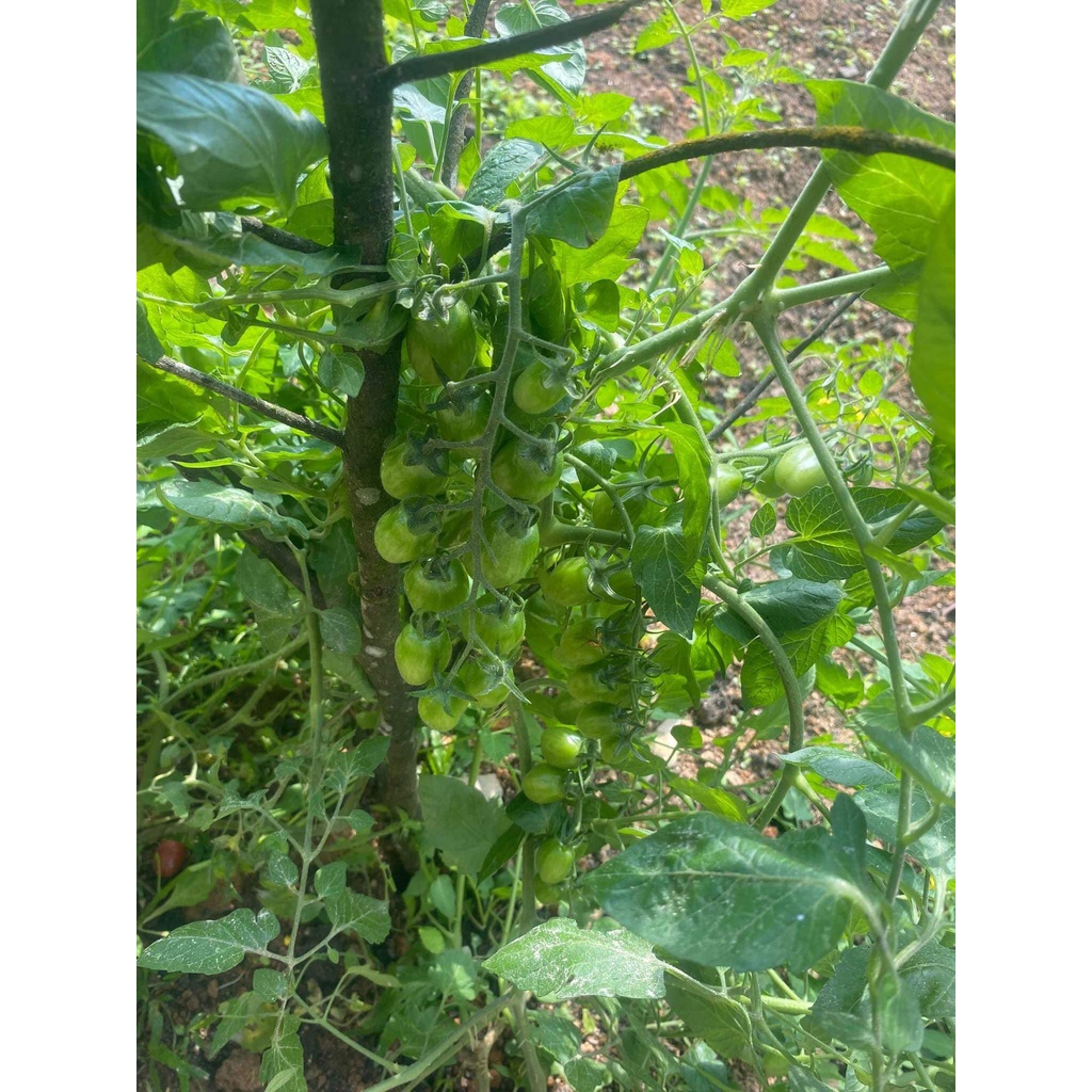 🌱 Hạt giống cà chua lê ta nảy mầm 100%