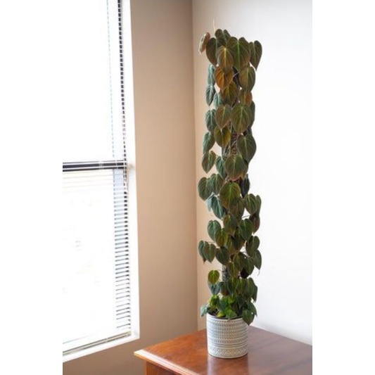 Trụ cây bán nguyệt, đã có giá thể  khuyến mãi phân bón