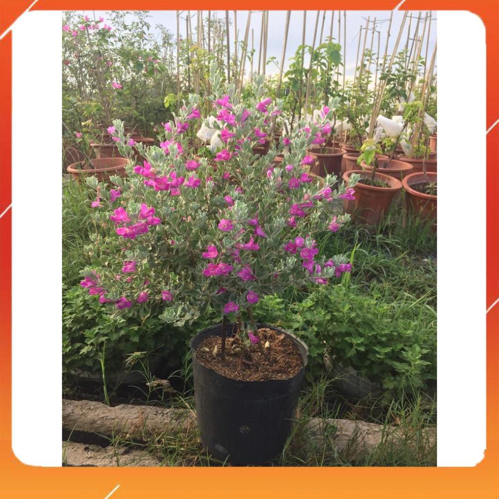 Cây tuyết sơn phi hồng,cây cao 60-70cm.Đang hoa nở rộ.