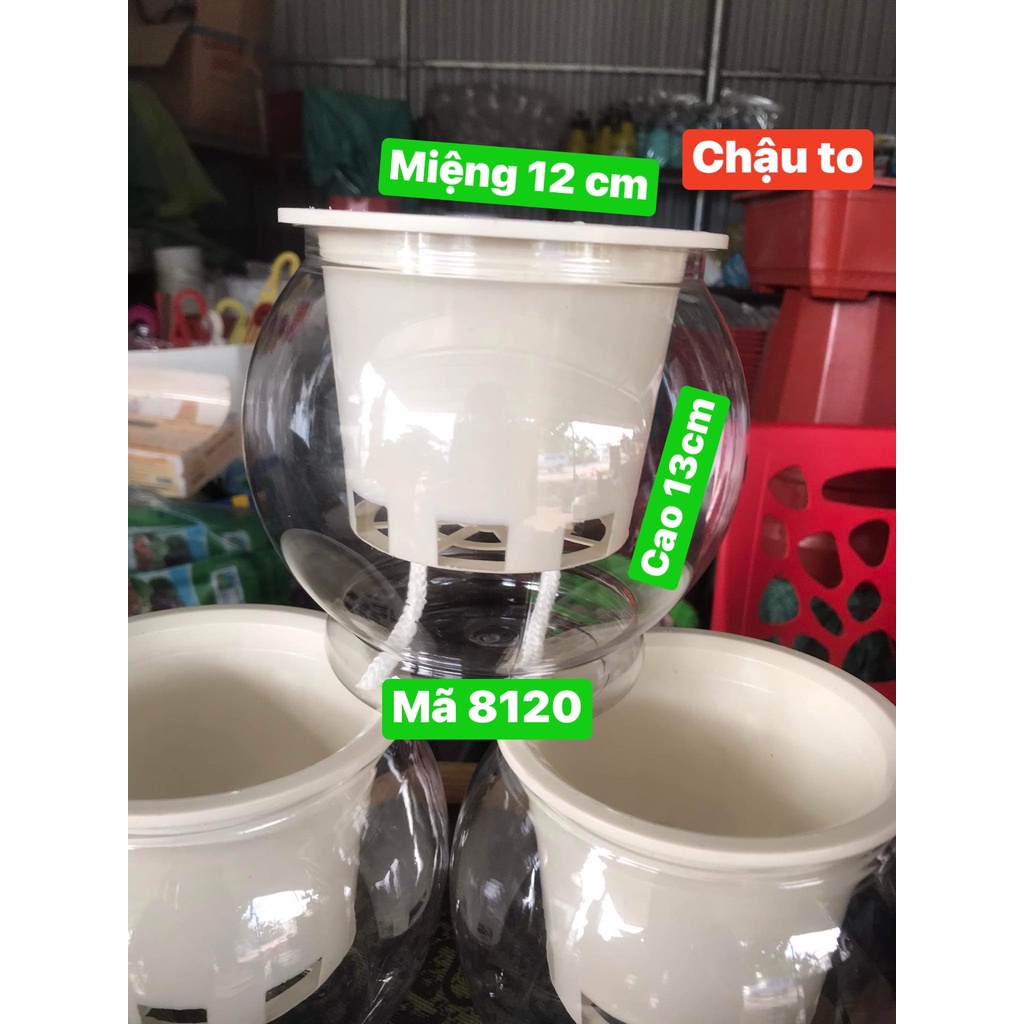 Chậu nhựa trồng cây thủy sinh, thủy canh; bình trồng cây thủy sinh, lọ trồng cây bằng nhựa trong suốt