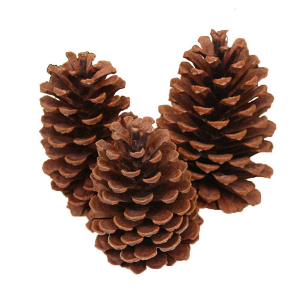 Quả Thông Trang Trí, Trái Thông Dùng Để Làm Phụ Kiện Chụp Ảnh, Decor Cây Thông Của Mê Thảo Flower