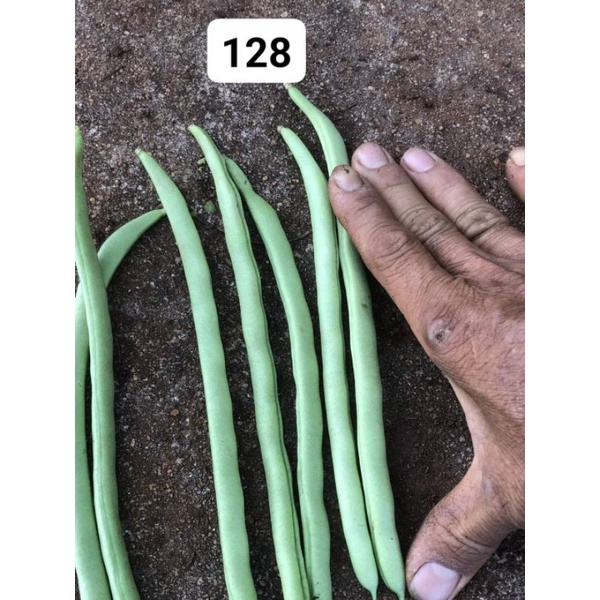 Đậu cove Sen Hồng SH128 gói 100gam