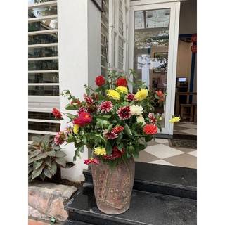 hoa thược dược hoa tươi tết