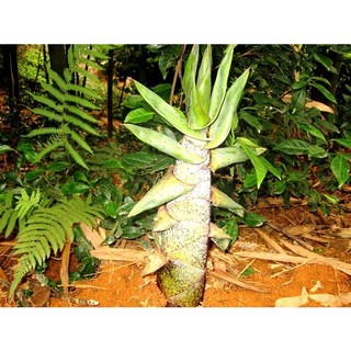 Cây Giống Tre Vầu Ngọt (cây giống Măng Vầu ngọt)
