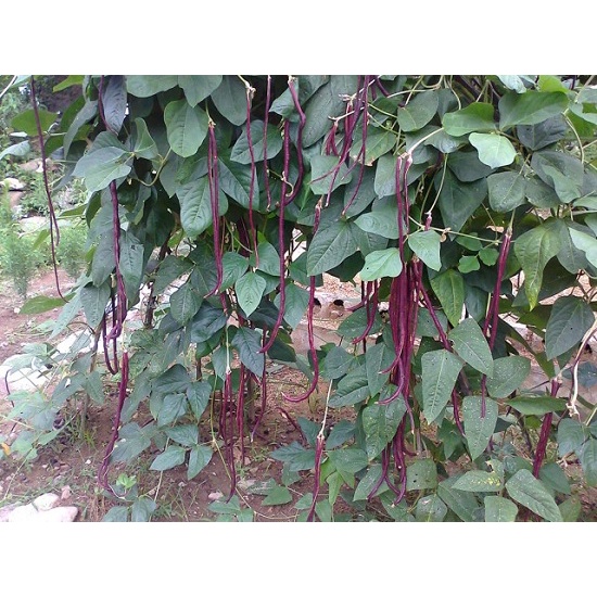 Gói 10 gram hạt giống đậu đũa tím