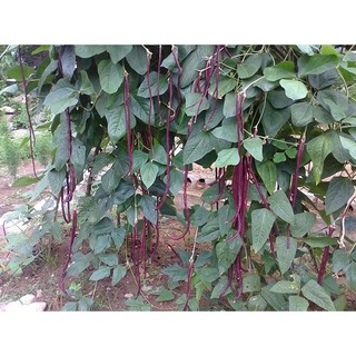 Gói 10 gram hạt giống đậu đũa tím
