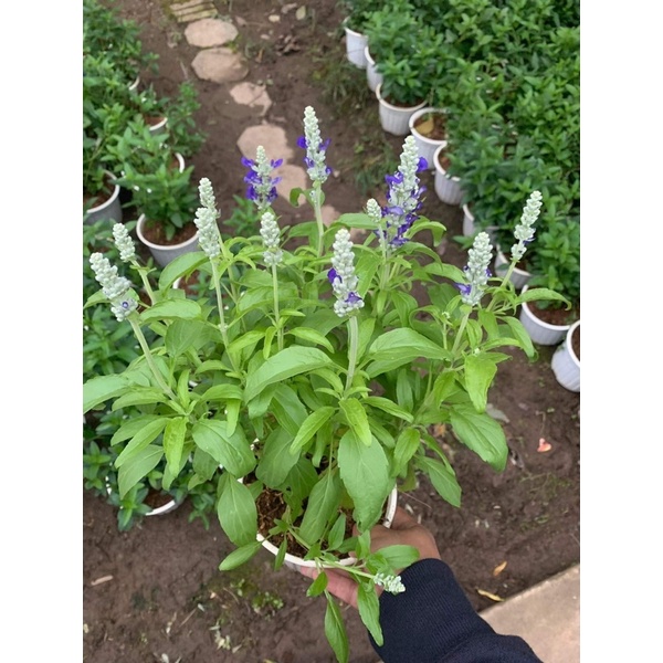 Victoria blue sage / cây xô xanh