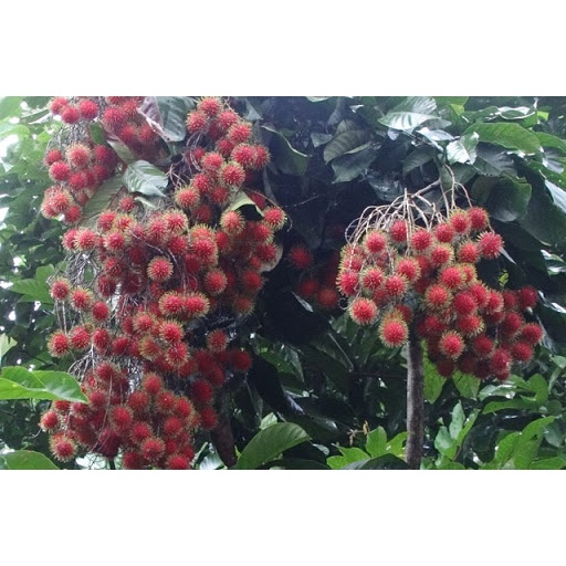 Chôm chôm JAVA  siêu ngon, cây giống nhập khẩu indo