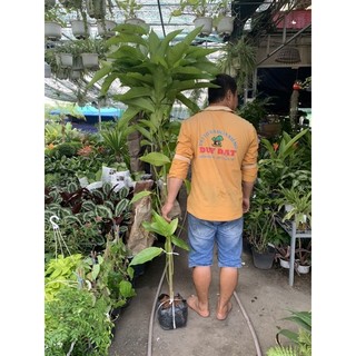 Cây sứ ngọc lan - hoa trắng - rất thơm