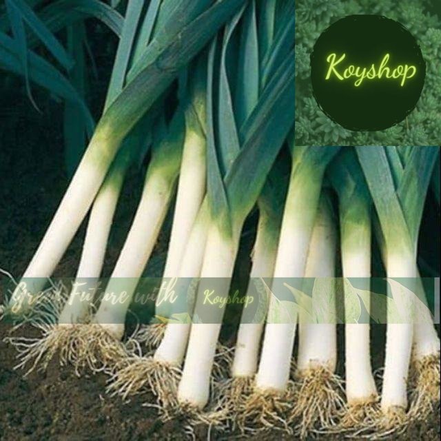 Hạt giống Tỏi tây, Hành barro - Rado Seeds X 2 gói - Giá sỉ tốt hơn!