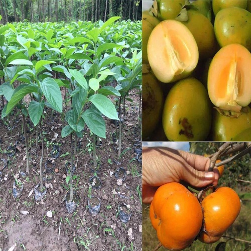 CÂY GIỐNG HỒNG NGÂM KHÔNG HẠT