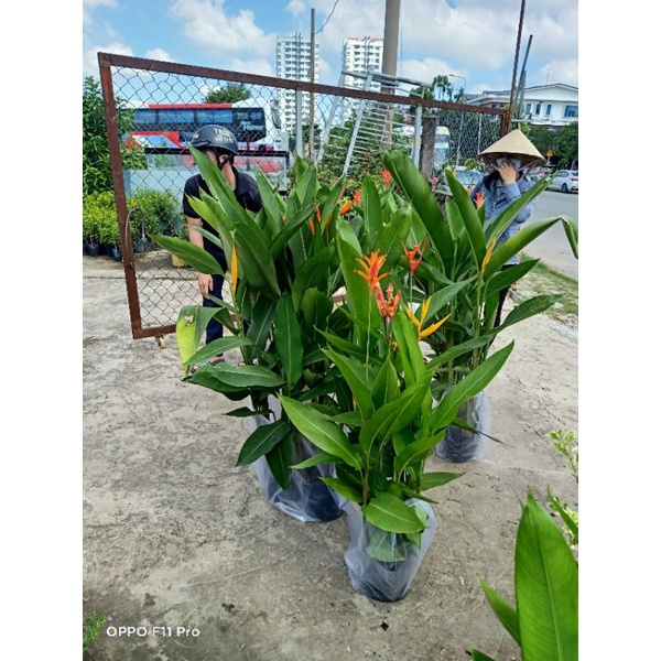 Cây chuối thiên điểu  y ảnh