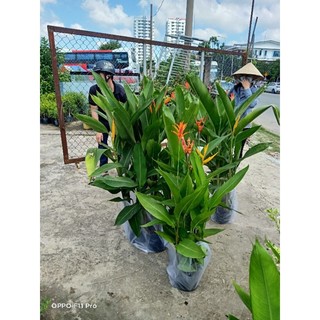 Cây chuối thiên điểu (chuối mỏ két) y ảnh