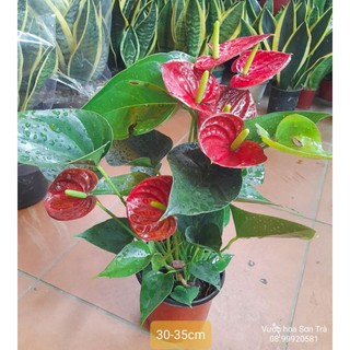 (VHST giao TP.HCM trong ngày) CÂY HỒNG MÔN đang hoa.