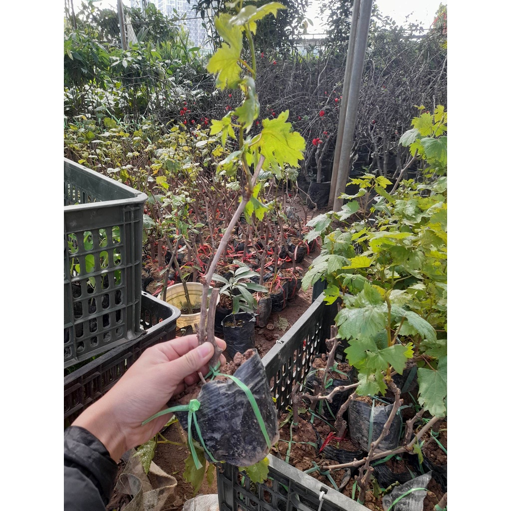 Giống Nho Mỹ  Không Hạt+Tặng kèm phân trùn quế