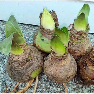 Củ hoa huệ đỏ - Huệ Tây đỏ