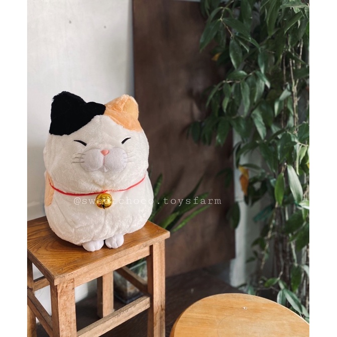 Mèo ú tam thể Amuse chính hãng