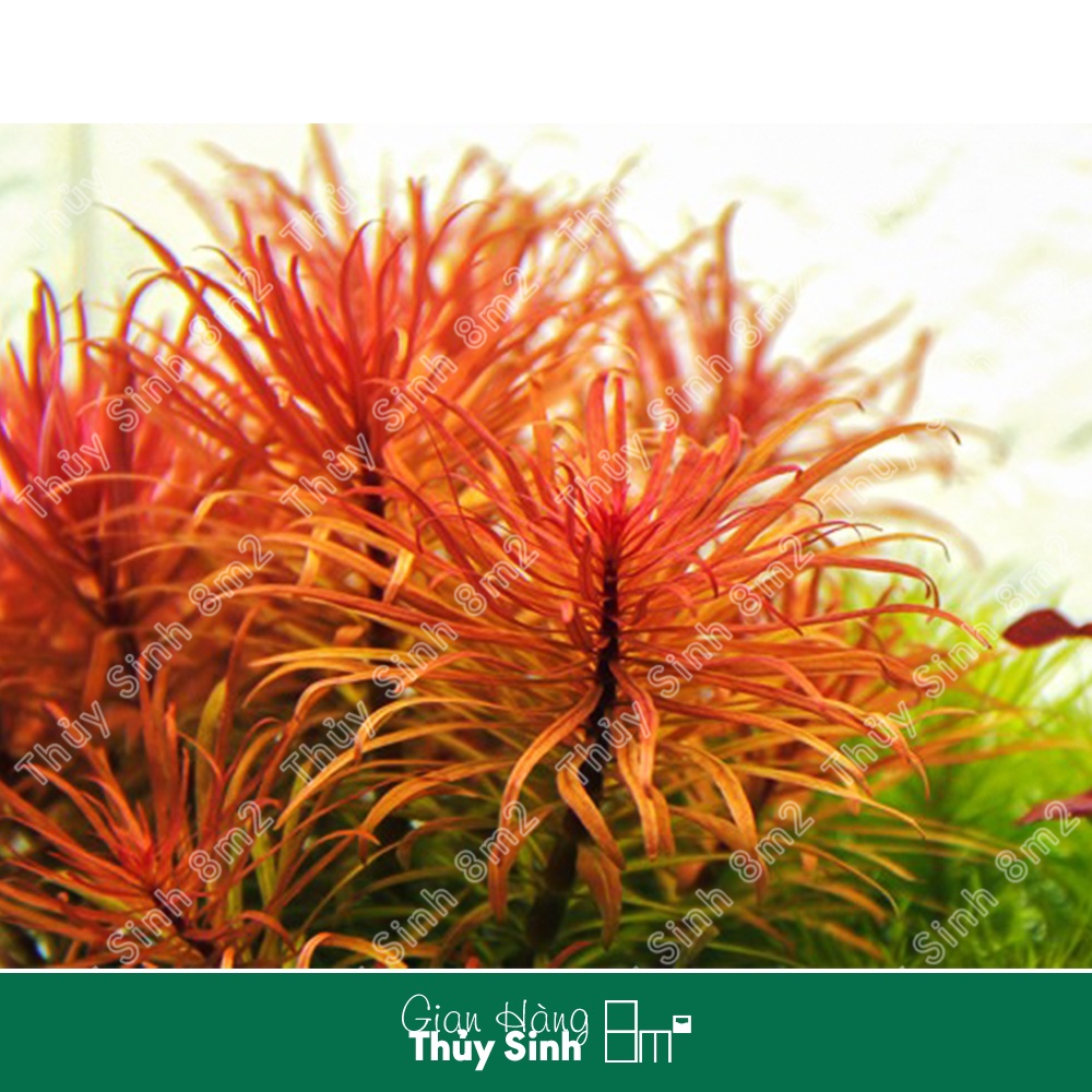 Hồng Thái Dương & Hoàng Thái Dương | Cây Thủy Sinh Hậu Cảnh, Cắt Cắm | 8m2