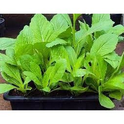10gr hạt giống cải mơ lùn