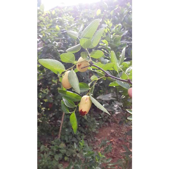 Cây giống hồng táo tiger tooth