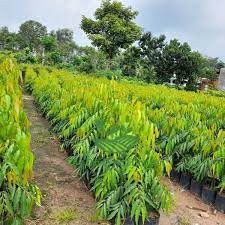 cây giống Hoàng Nam (liễu Ấn Độ) (chuẩn giống)