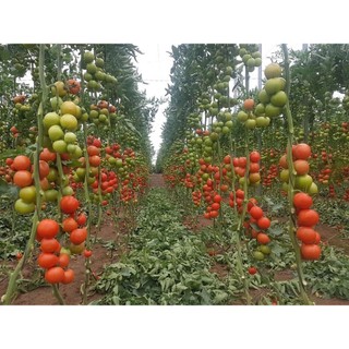 0.2Gr Hạt Giống Cà Chua Crazy Mix