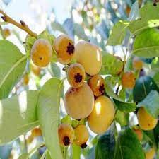 cây Giống Thị thơm lùn ( sản phảm ngocthanh123 có bảo hành)