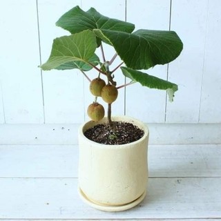 Cây giống kiwwi lùn(1 bầu)