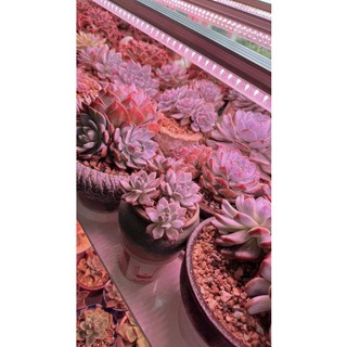 Lc Growlights - 60cm Đèn trồng sen đá giúp sen lên màu đẹp