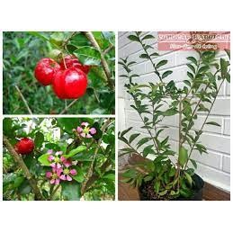 Cây giống sơ ri Thái ngọt, siêu trái
