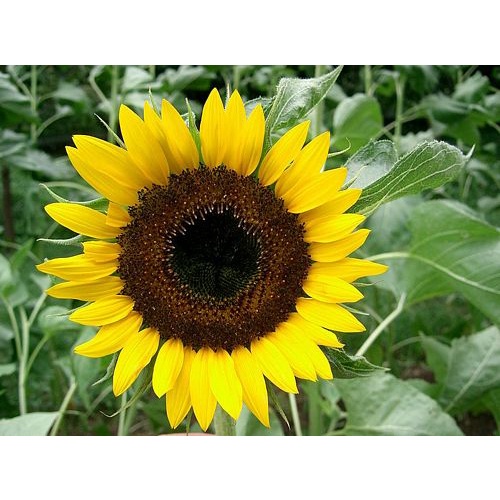 30h Hạt Giống Hoa Hướng Dương Mix Màu (C1.302| -KD: B4*V35*M165)