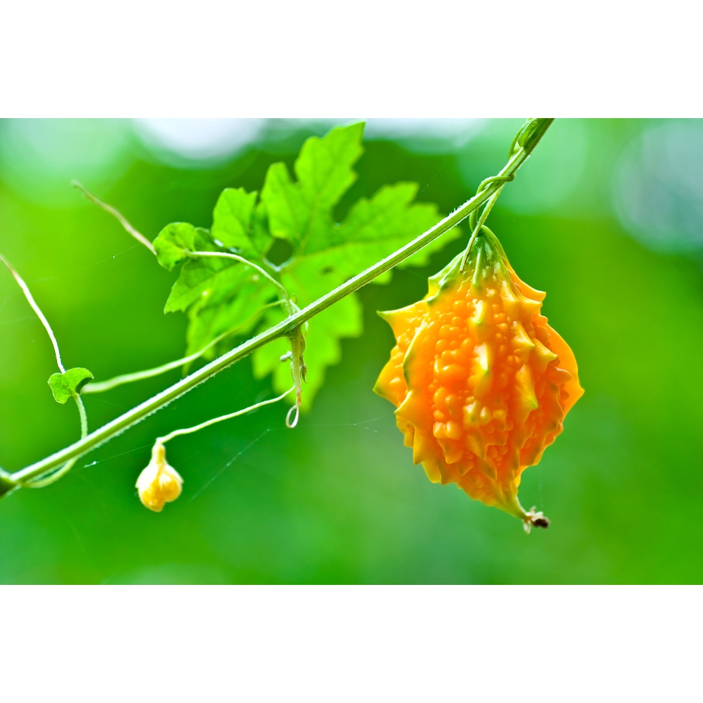 1Gr Hạt Giống Mướp Đắng/ Khổ Qua Rừng