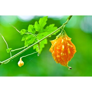 1gr hạt giống mướp đắng/ khổ qua rừng