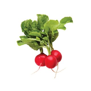 1gr hạt giống củ cải đỏ usa