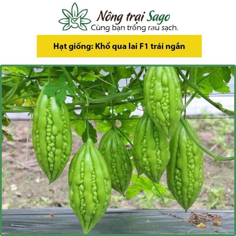 Hạt giống Khổ Qua Lai F1 Dễ Trồng, Ít Sâu Bệnh, Trái Sai, Trồng Quanh Năm (gói 10 hạt) - Nông Trại Sago