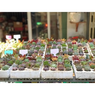 SEN VỈ CÂY NGẪU NHIÊN 🍀