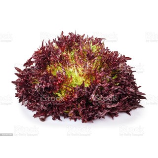 2gr hạt giống xà lách lollo rossa
