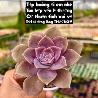 [CÓ GIÁ SỈ] sen đá Hồng Mập Graptopetalum purple delight size bầu 4-4,5cm, cây cảnh trang trí nhà cửa THUANPHAT GARDEN