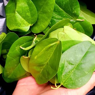 Hạt Giống Sương Sâm Lá Trơn