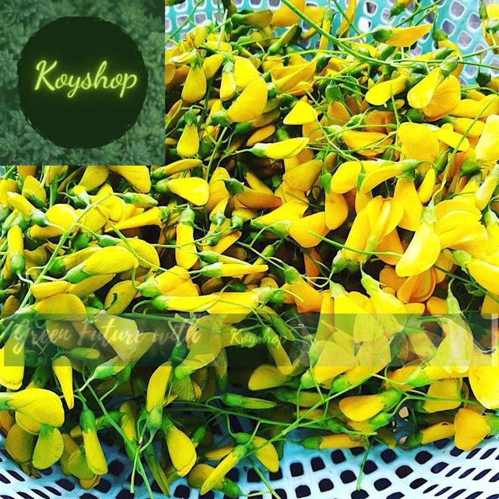 Hạt Giống Bông Điên Điển Rado Seeds.X 2 gói - Giá sỉ tốt hơn !