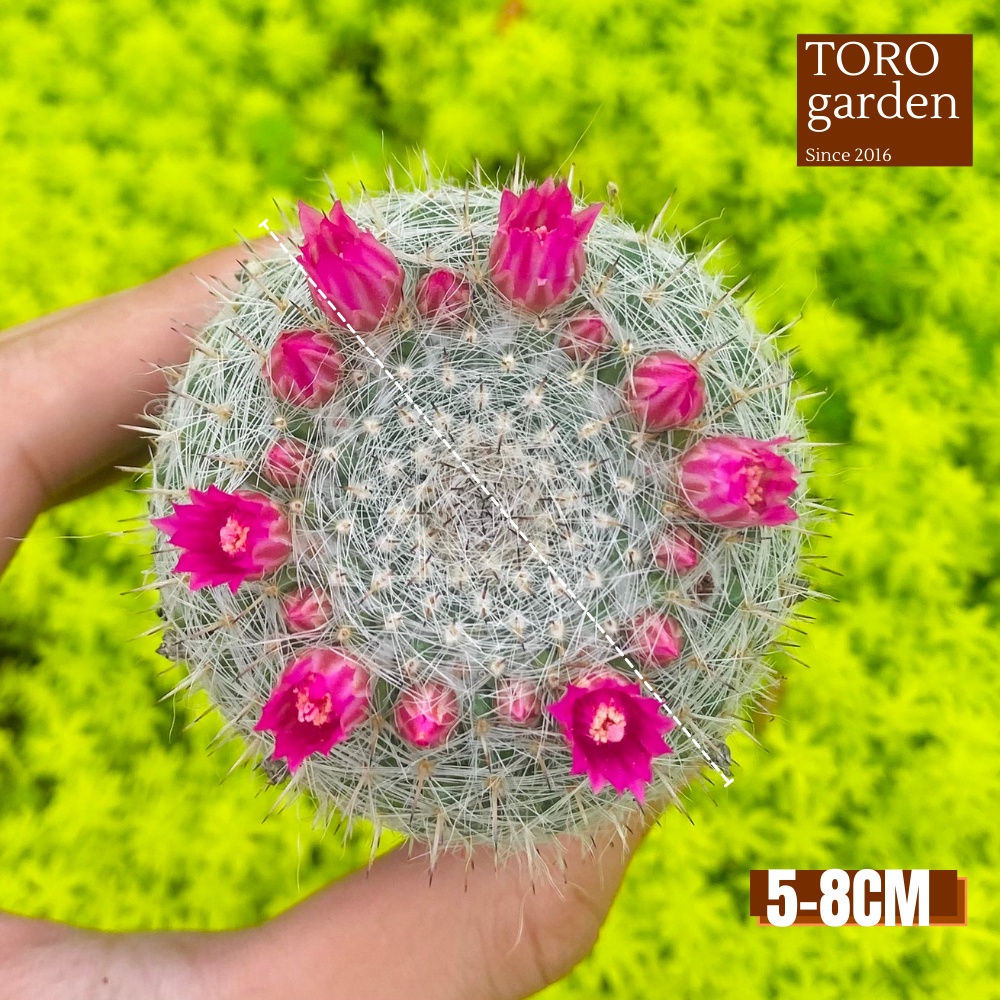 Xương rồng bánh sinh nhật Đà Lạt size bé cây cảnh trang trí nhà cửa Toro garden