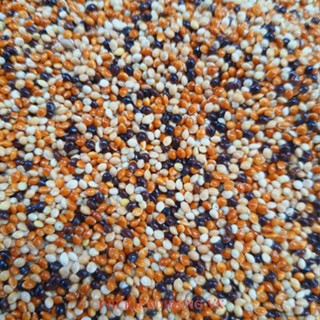 Cỏ Thái 4 Màu 4 Loại Hạt Cho Chim Cu Gáy, Vẹt, Bồ Câu, Yến Phụng