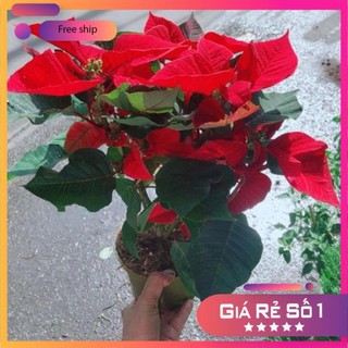 Cây trạng nguyên, hoa nở rộ, cao 35cm