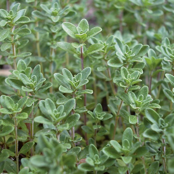 100h Hạt Giống Cỏ Xạ Hương Thyme