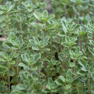 100h hạt giống cỏ xạ hương thyme