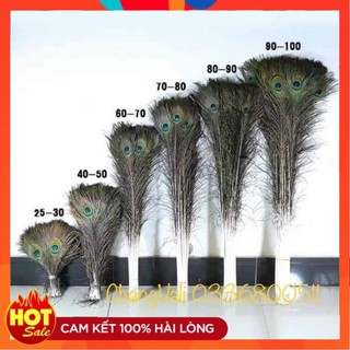 Lông công tự nhiên làm oản tài lộc dài 20-80cm