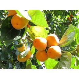 Cây Giống Hồng giòn không hạt nhật bản
