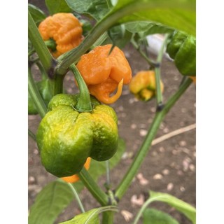 10 hạt giống ớt carolina reaper yellow, ớt cay nhất thế giới