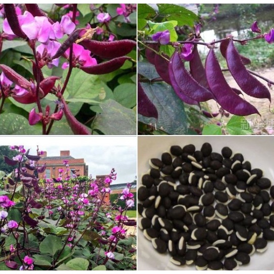 Hạt Giống Đậu Ván Tím 10 hạt