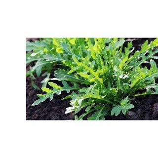 1Gr Hạt Giống Rau Arugula